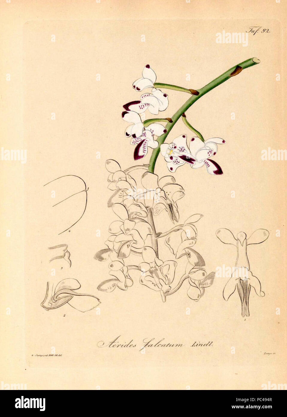 Aerides falcata (as Aerides falcatum)-Xenia 1-92 (1858). Stock Photo