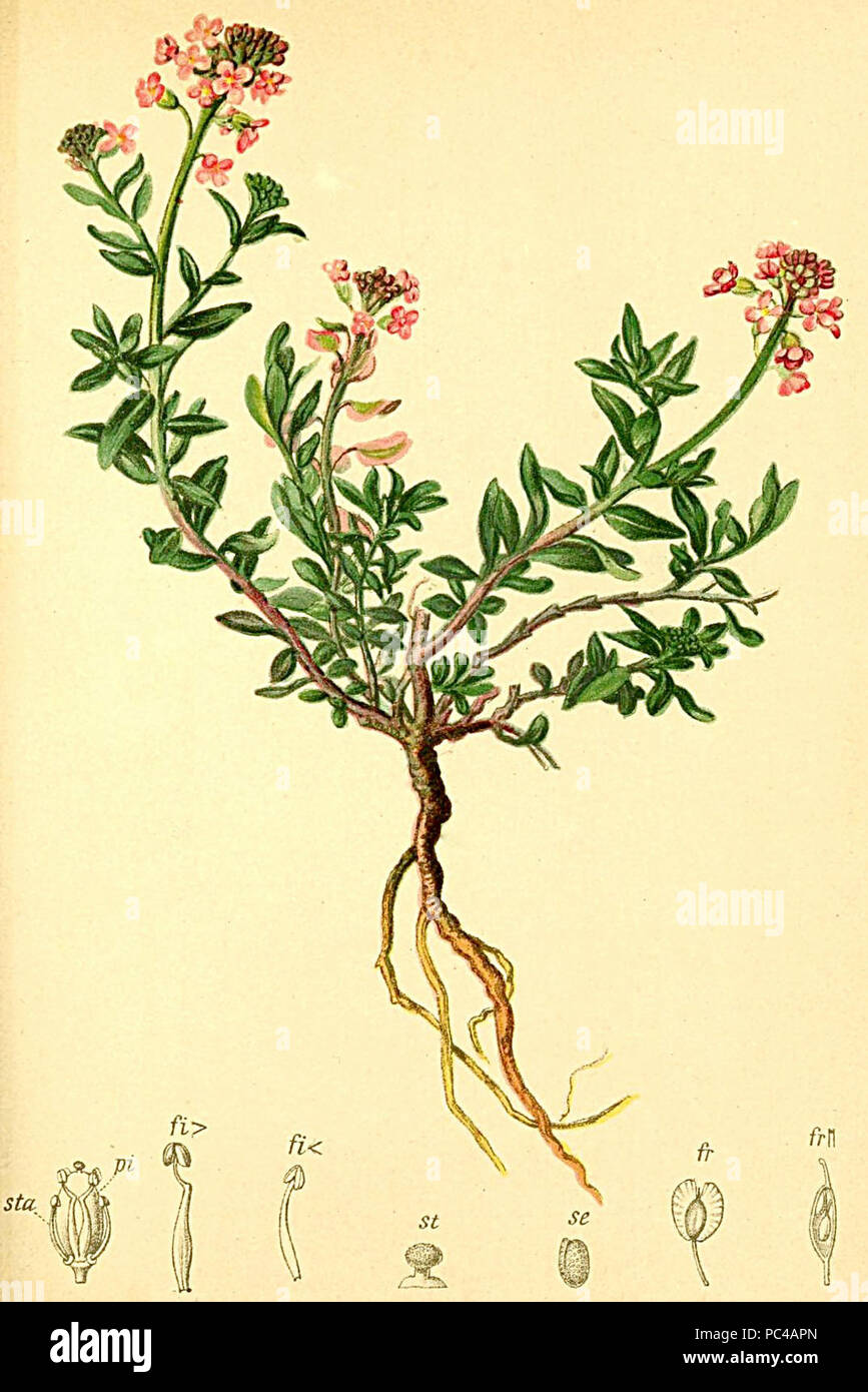 Aethionema saxatile Atlas Alpenflora. Stock Photo