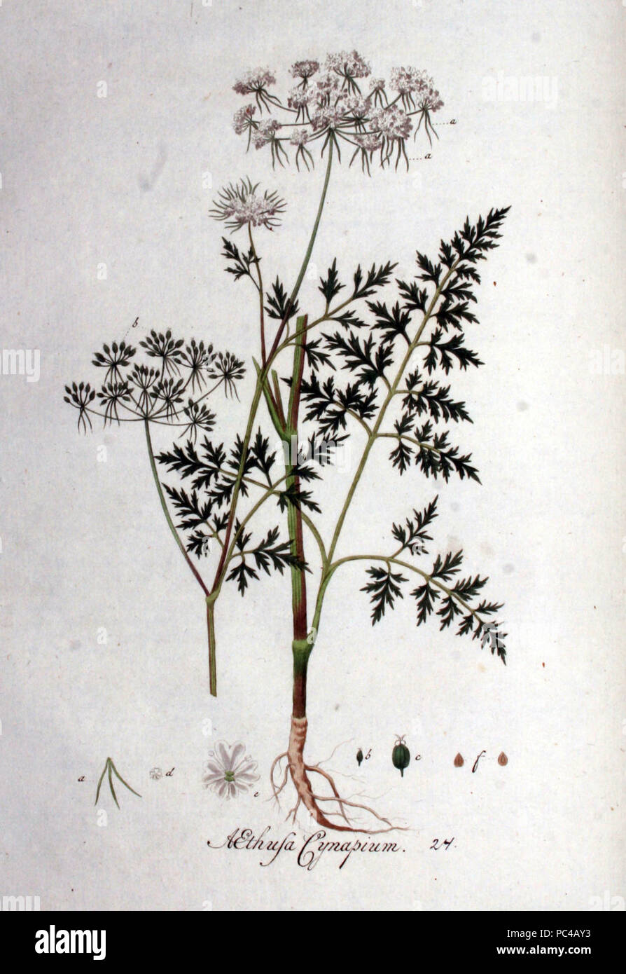 Aethusa cynapium — Flora Batava — Volume v1. Stock Photo