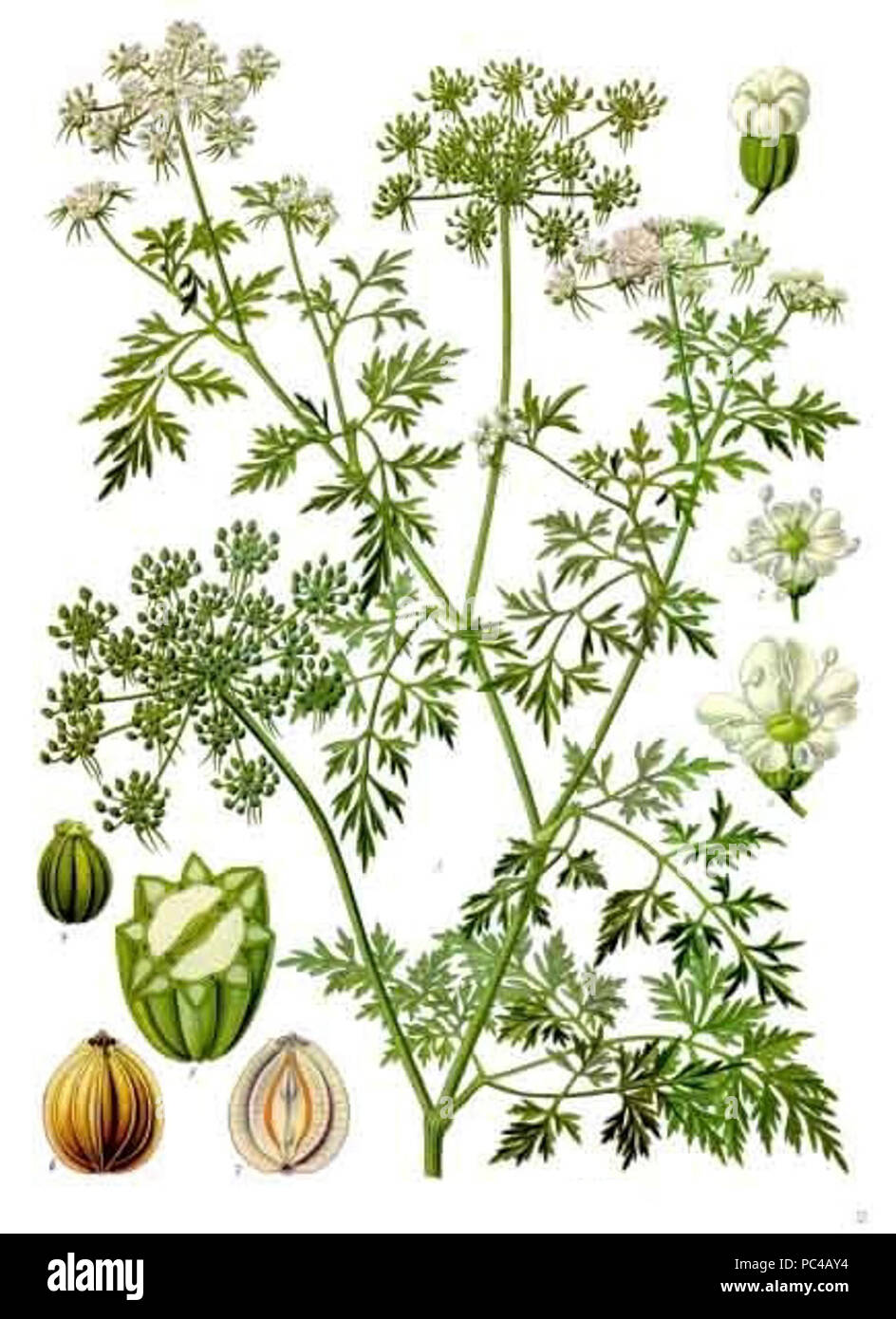 Aethusa cynapium - Köhler–s Medizinal-Pflanzen-154. Stock Photo