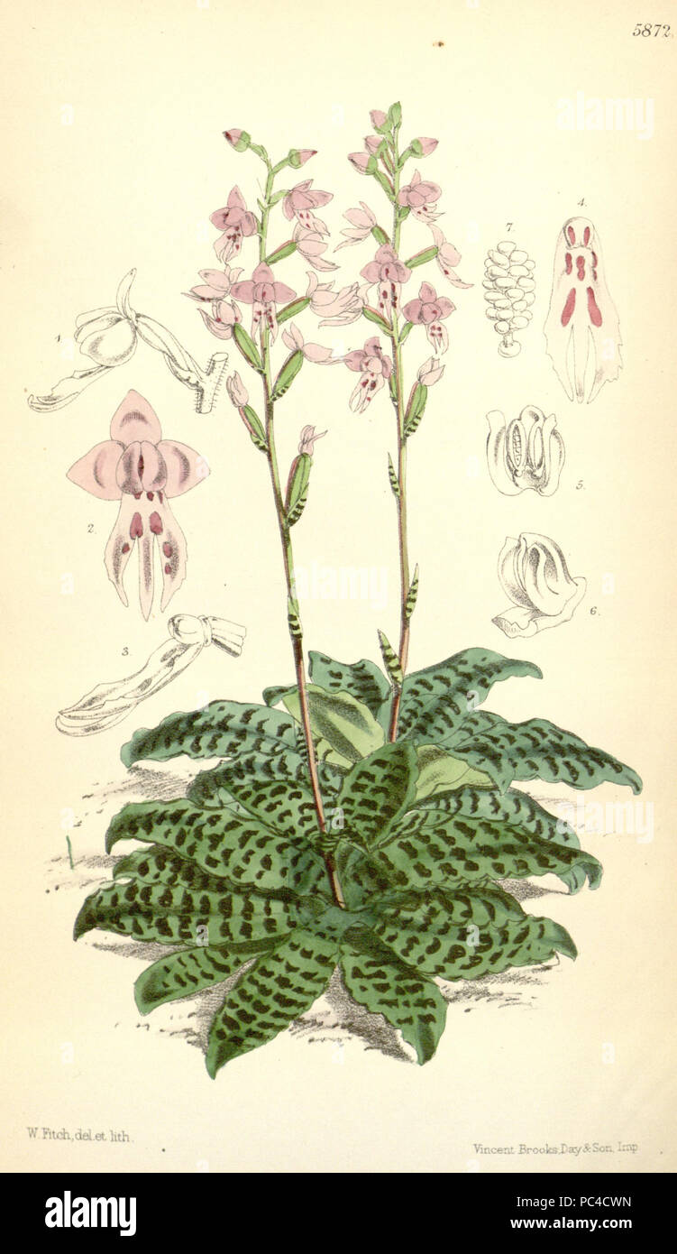 575 Stenoglottis fimbriata - Curtis' 96 (Ser. 3 no. 26) pl. 5872 (1870) Stock Photo