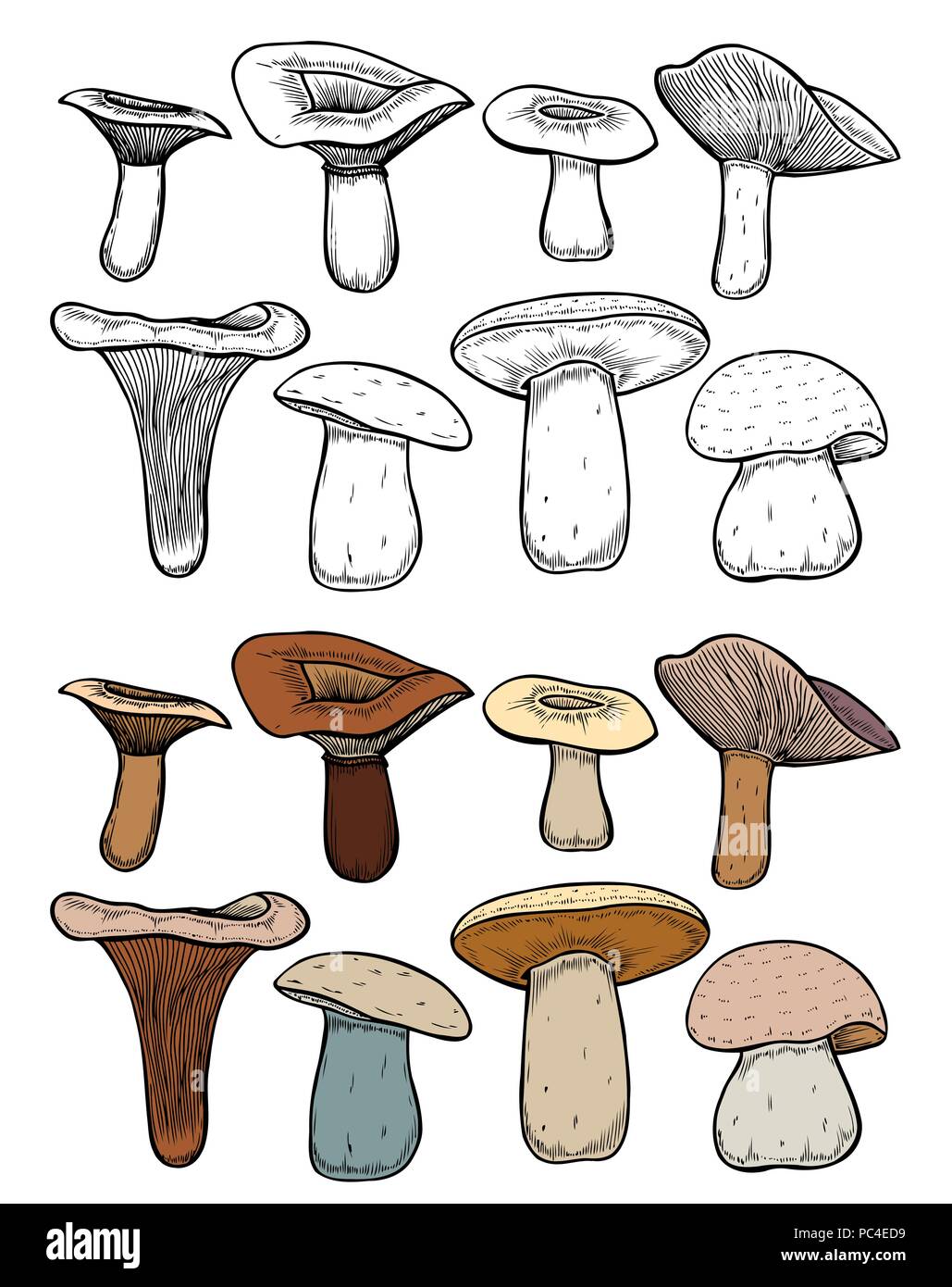 Set of Forest mushrooms hand drawn vector colorful sketch. Collection