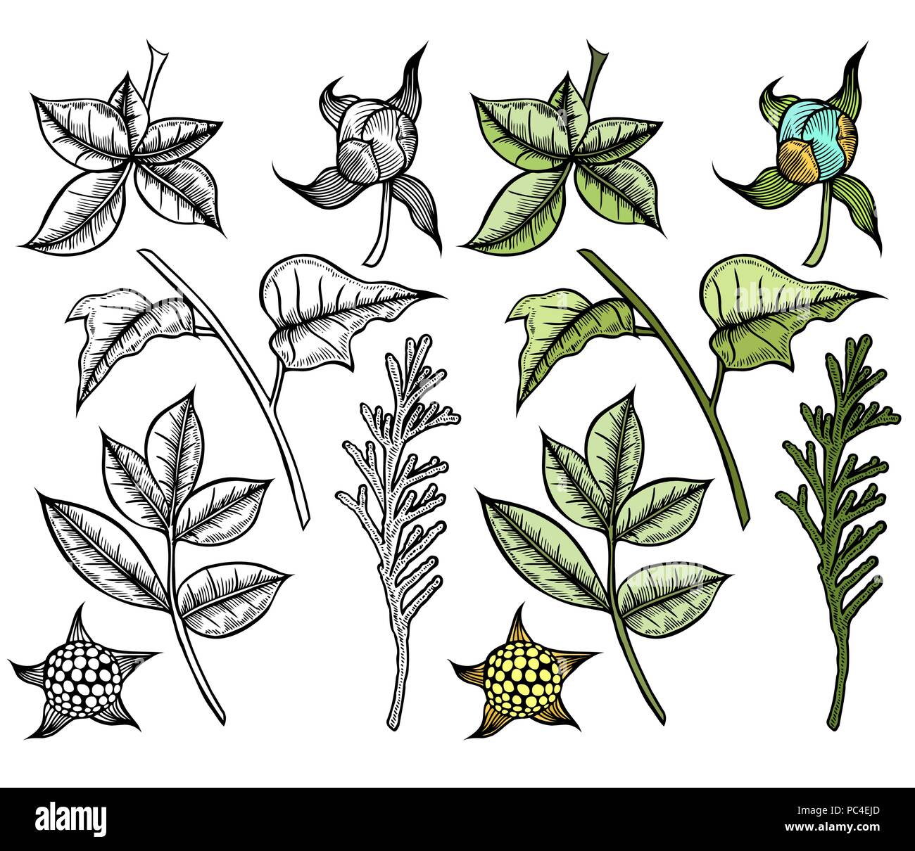 Colored set of plants painted by hand, a branch of spruce or tuja, leafy branches and flowers Stock Vector
