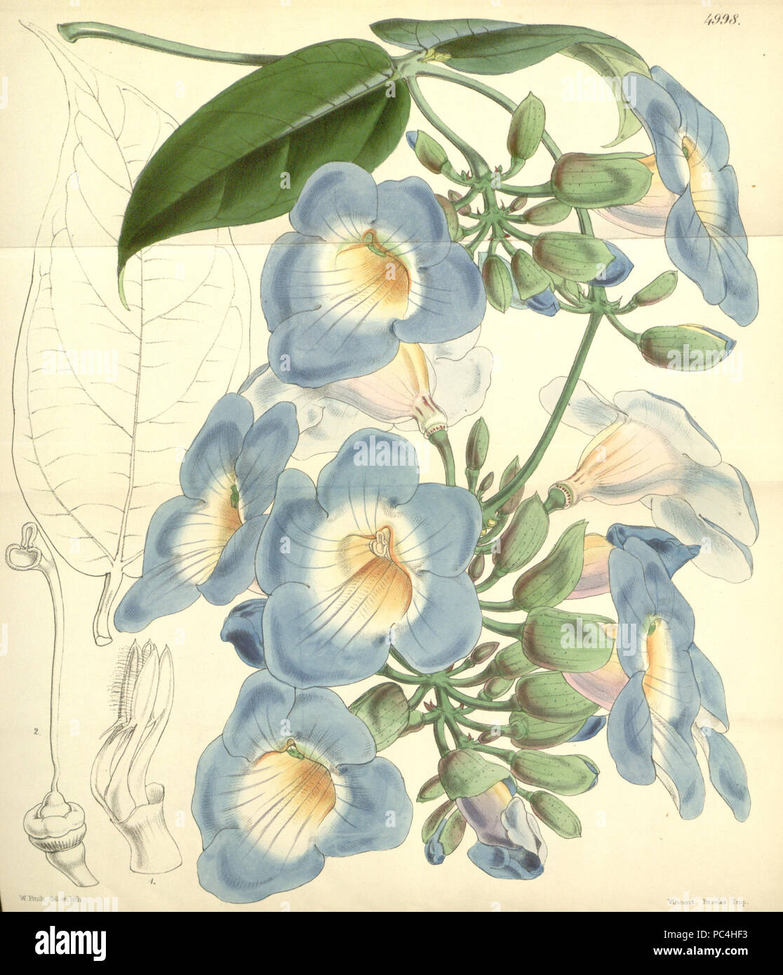 606 Thunbergia laurifolia (T. harrisii) Bot. Mag. 83. 4998. 1857 Stock Photo