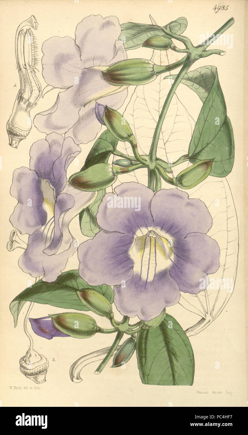 606 Thunbergia laurifolia Bot. Mag. 83. 4985. 1857 Stock Photo