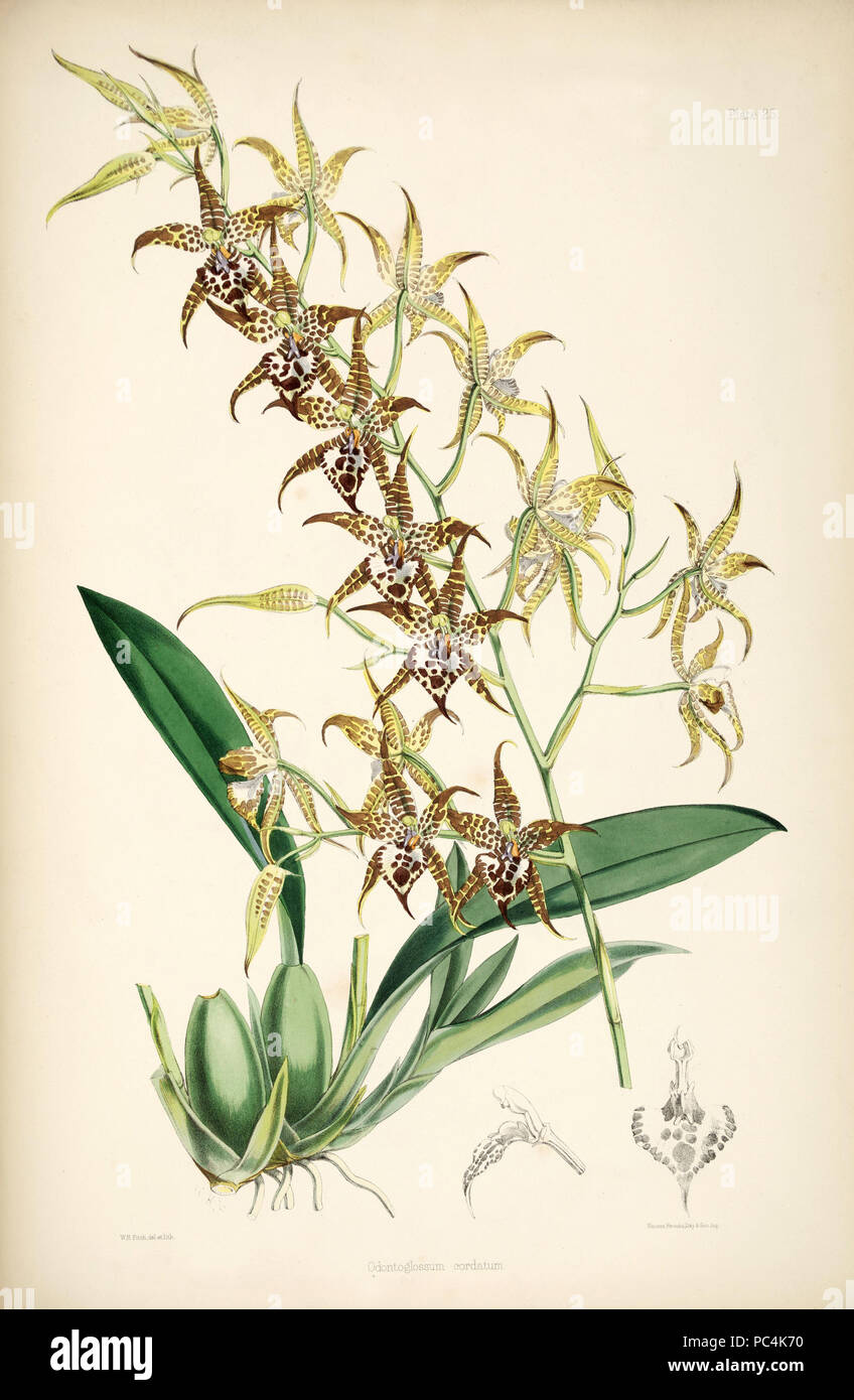 520 Rhynchostele cordata (as Odontoglossum cordatum) - pl. 25 - Bateman, Monogr.Odont Stock Photo