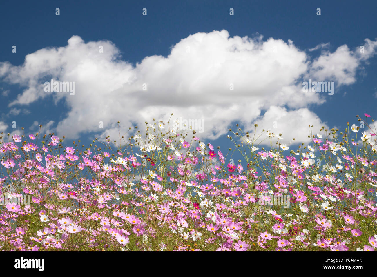 Cosmos flowers with clouds Stock Photo