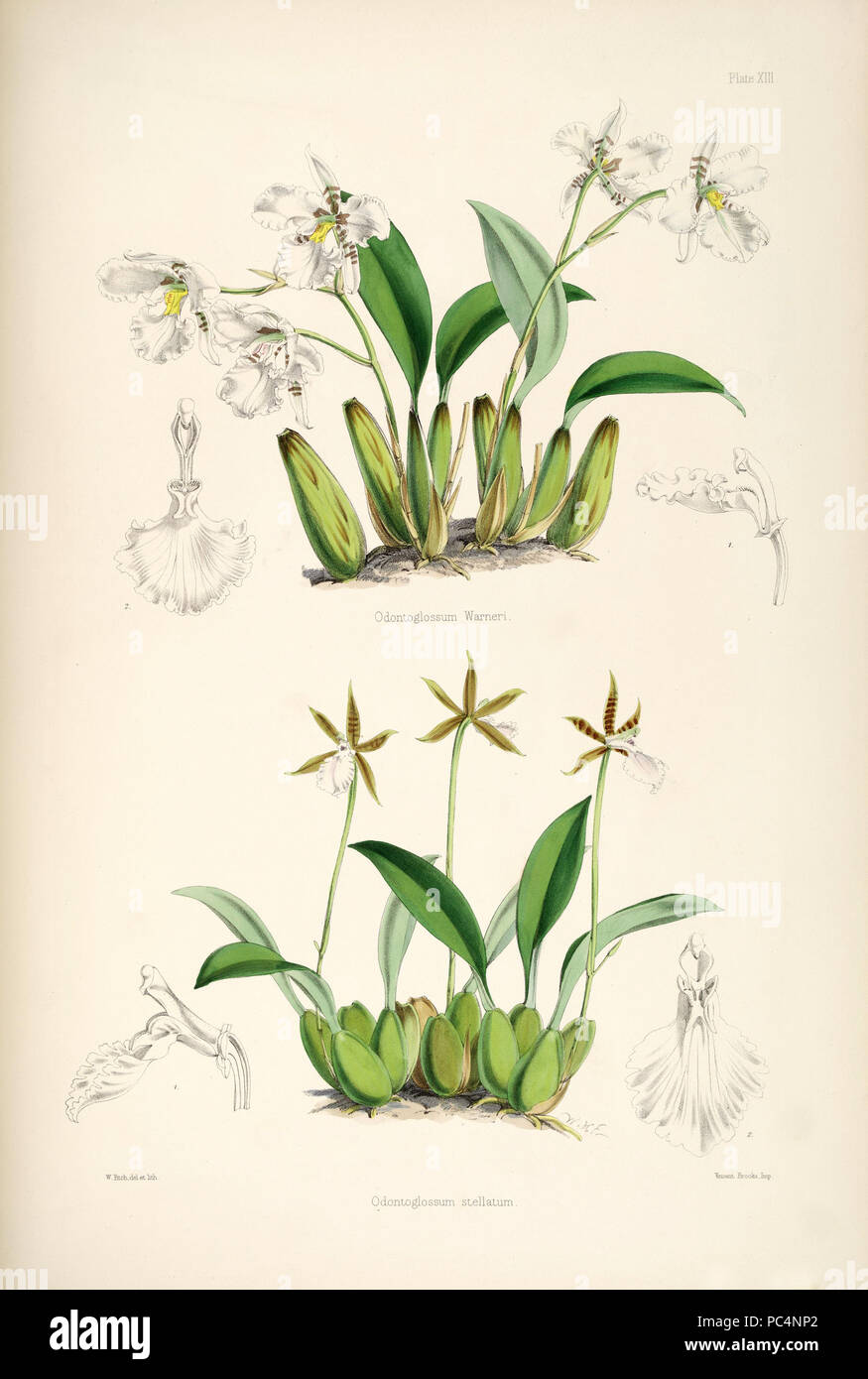 520 Rhynchostele rossii (as Odontoglossum warnerianum) and Rhynchostele stellata (as Odontoglossum stellatum) - pl. 13 - Bateman, Monogr.Odont Stock Photo