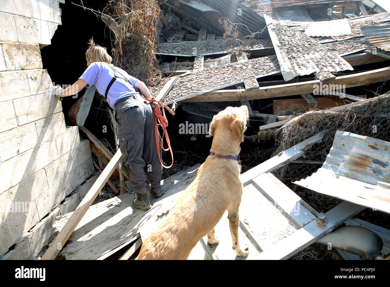 New Orleans, LA.,10/15/2005--K9 Search and Rescue handler, Pat Tuholske and her yellow labrador retriever, Finn search homes for missing people in the Lower 9th Ward following devastating hurricane Katrina. Stock Photo