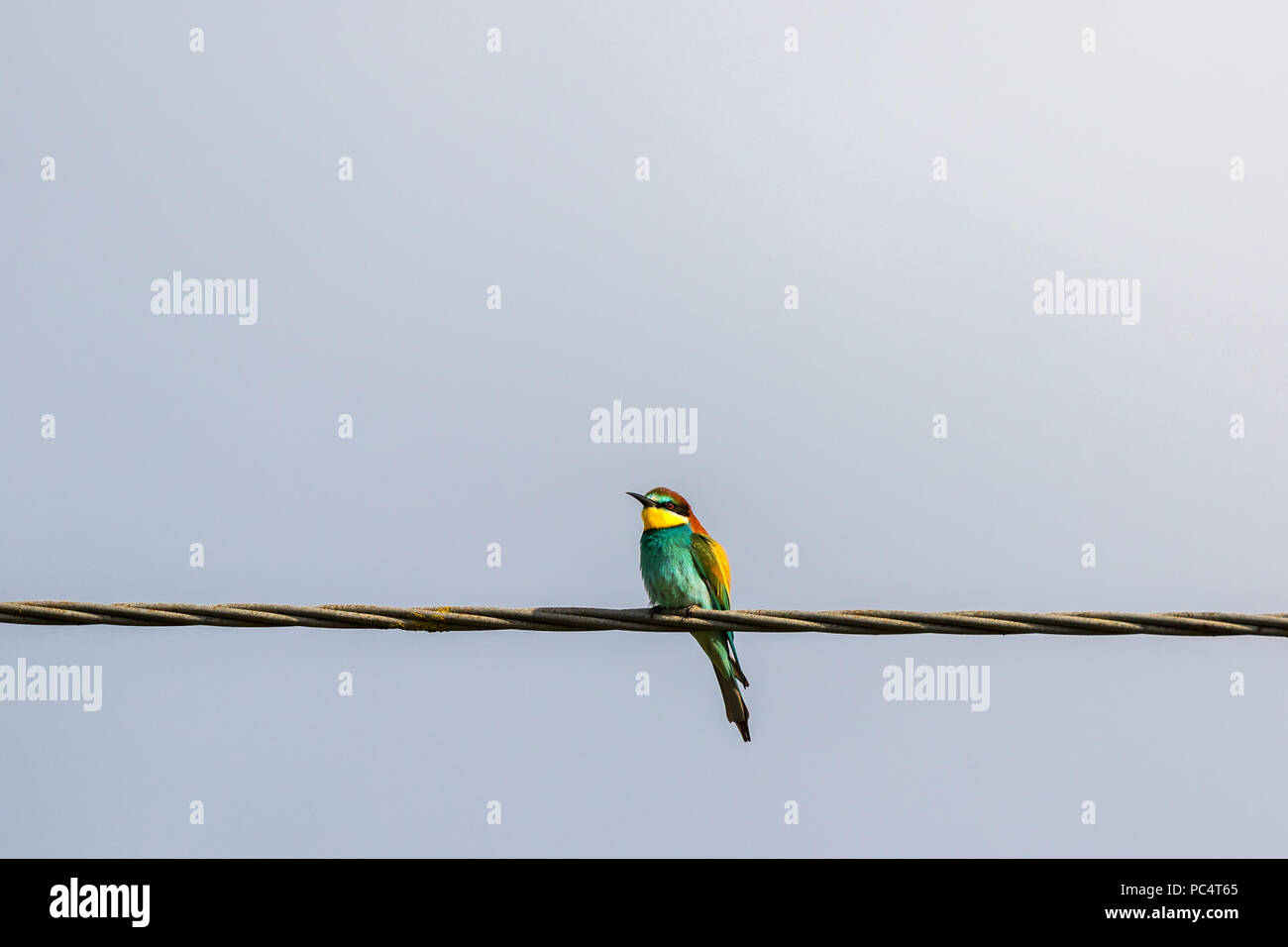 Bee eater sitting on a wire and looking Stock Photo