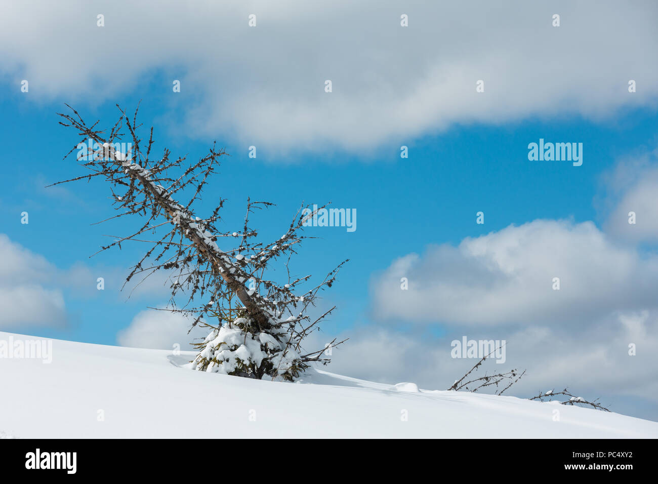 Picturesque withered windbreak tree on winter sunny snowdrift mountain hill slope on cloudy blue sky background. Stock Photo