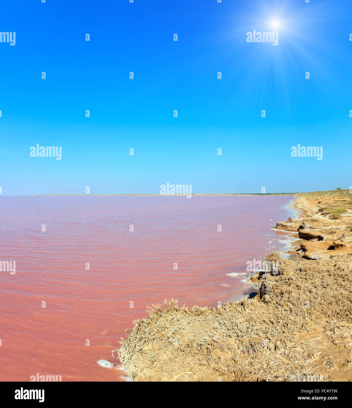 Sunshiny pink extremely salty Syvash Lake, colored by microalgae with crystalline salt depositions. Also known as the Putrid Sea or Rotten Sea. Ukrain Stock Photo