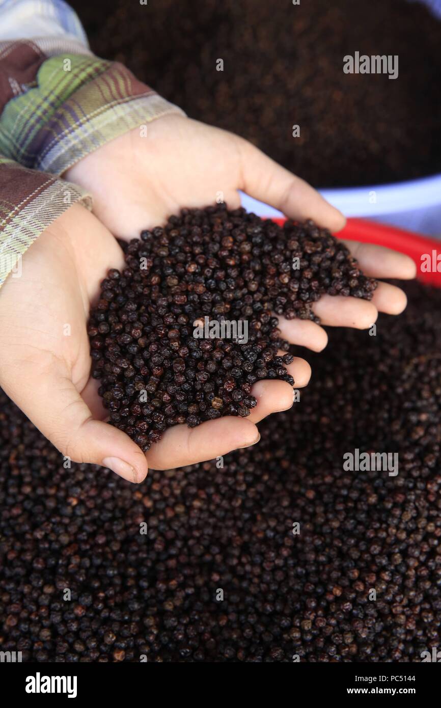 Morning market in Duong Dong town. Woman selling black peppercorns