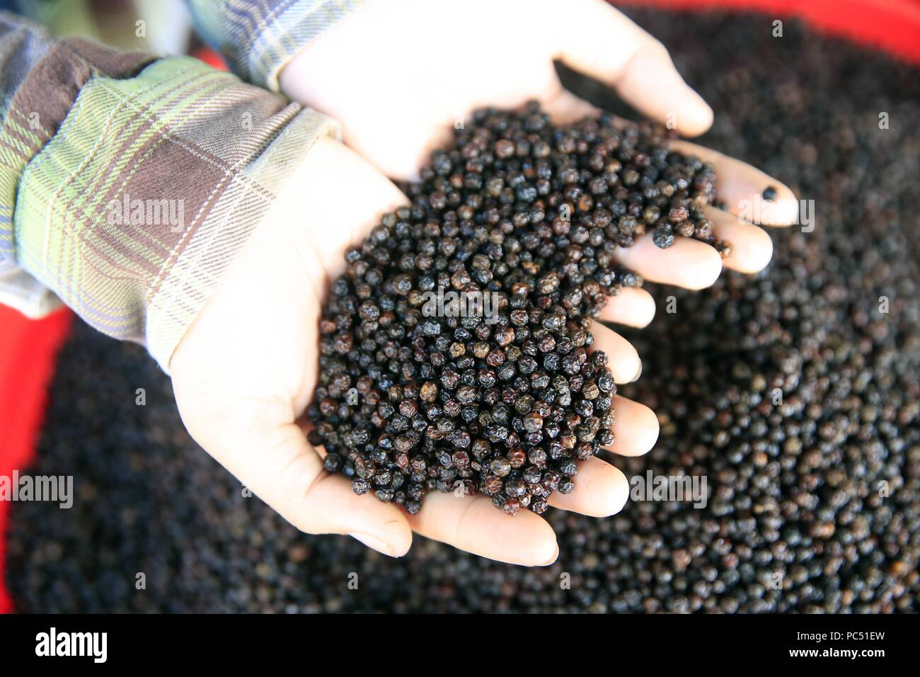 Morning market in Duong Dong town. Woman selling black peppercorns