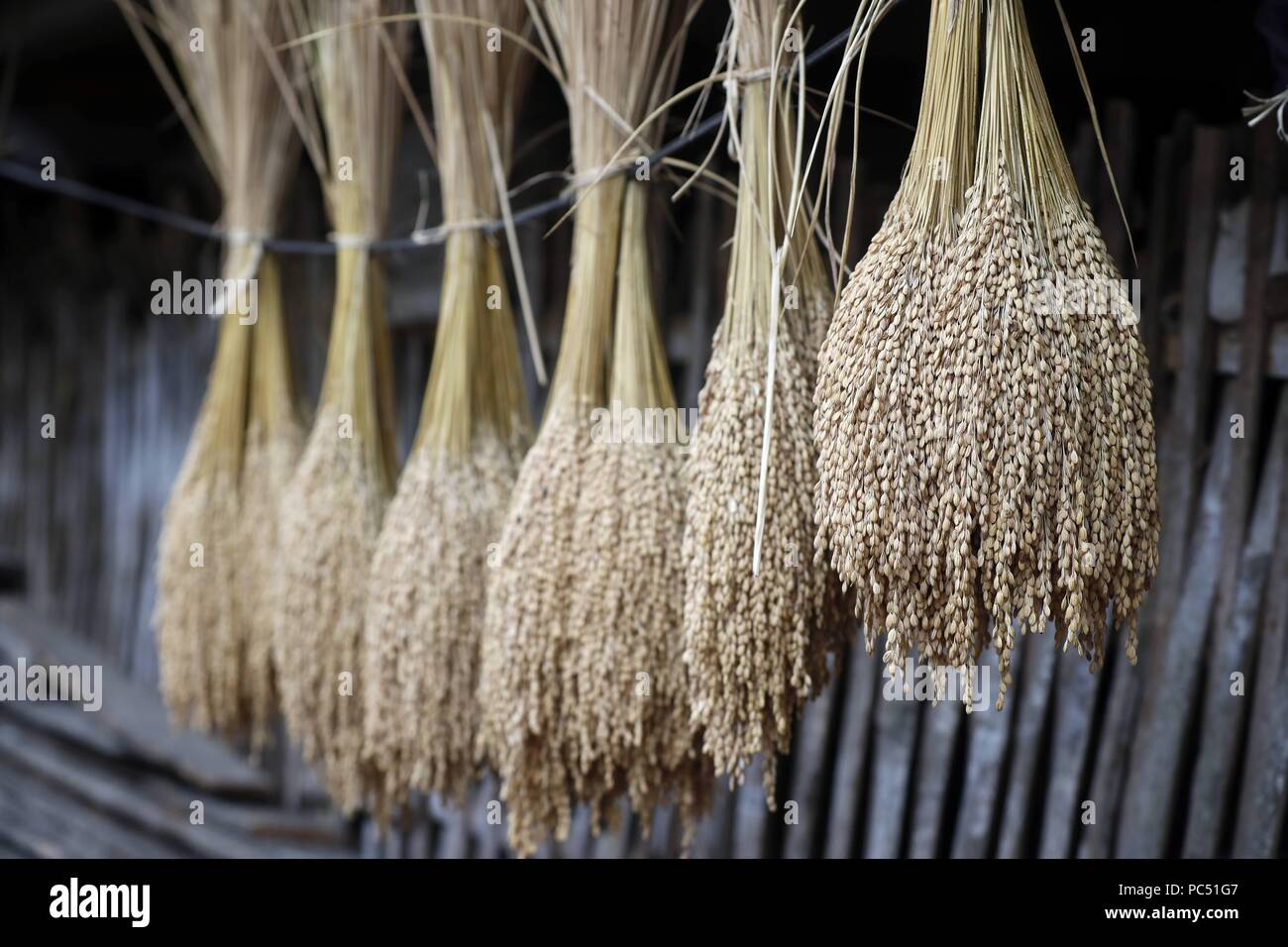 Harvested rice. Bac Son. Vietnam. | usage worldwide Stock Photo - Alamy