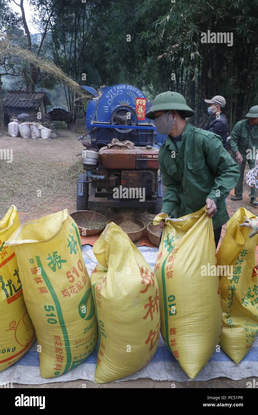 Rice workers feed their freshly harvested rice into a threshing machine ...