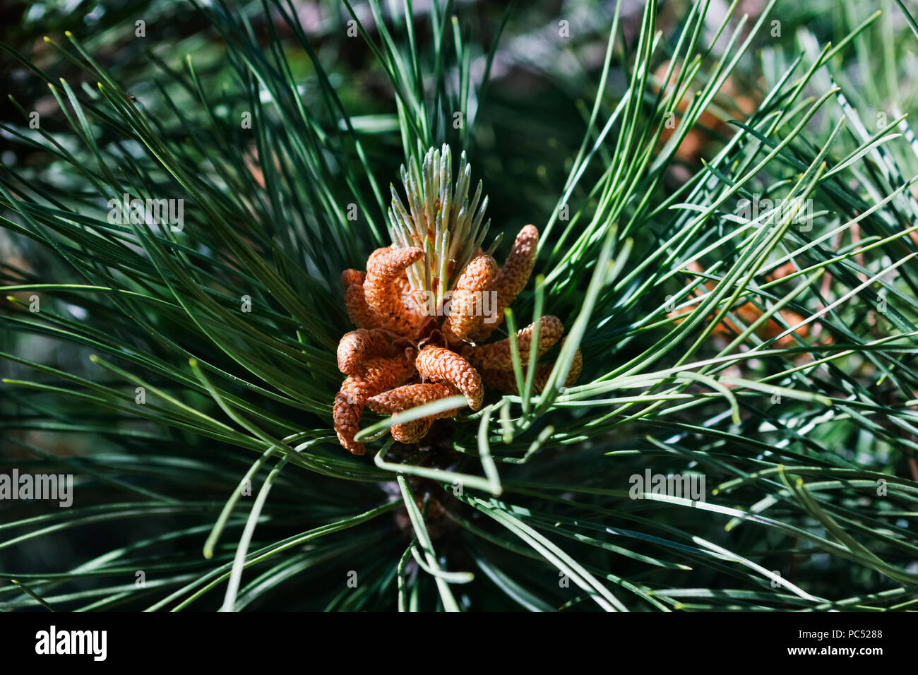 Needle like leaves hires stock photography and images Alamy