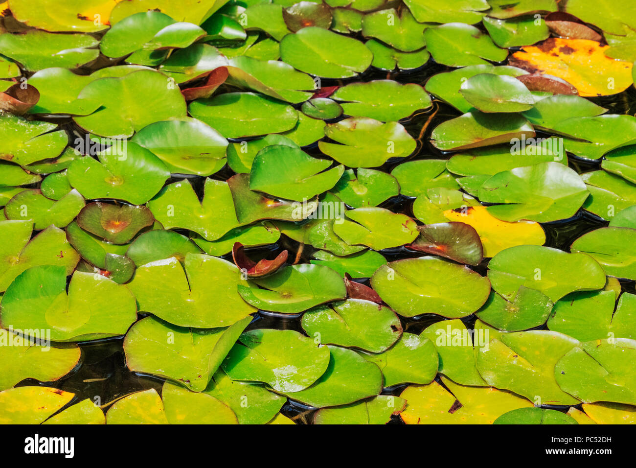 Bright lily pad leaves float in the pond ,round leaves with a radial