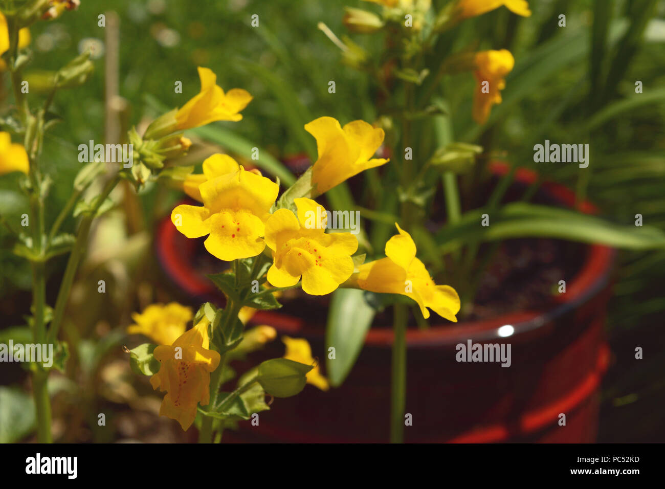 Yellow mimulus monkey flowers with red spots growing in a burgundy flower pot Stock Photo