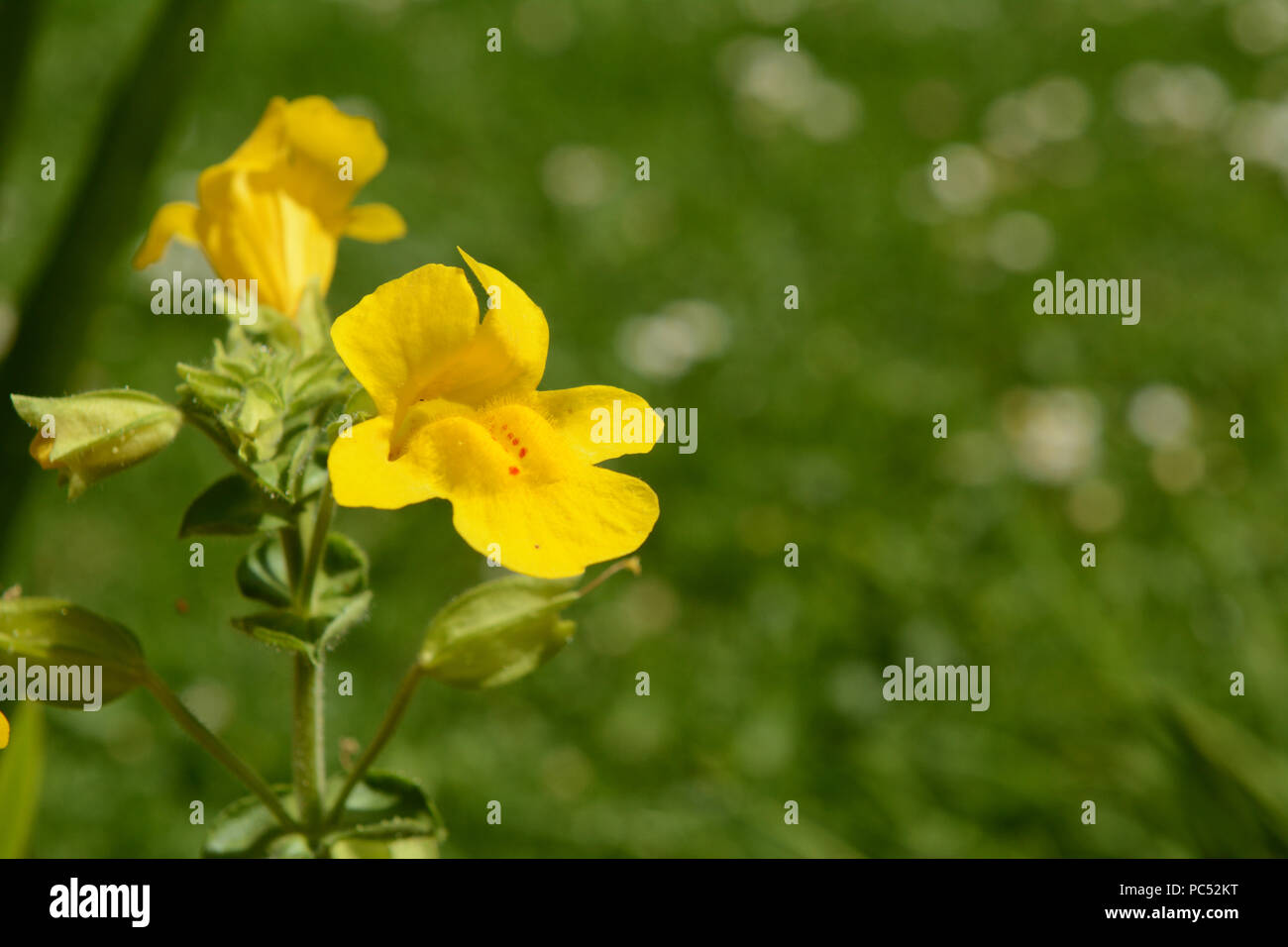 Single yellow mimulus flower with red spots against background of green grass with copy space Stock Photo