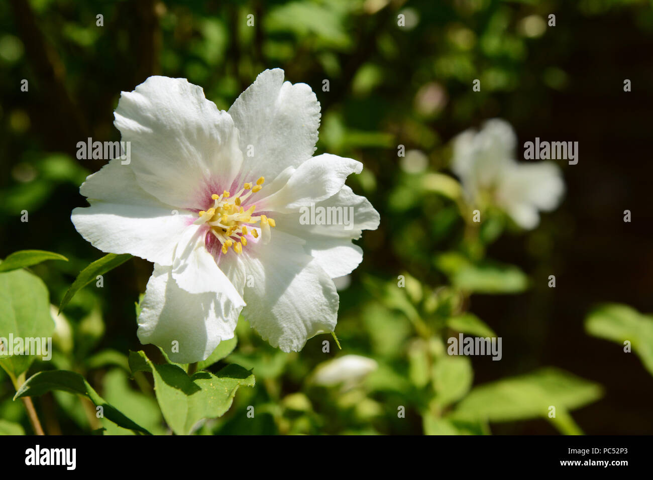 White philadelphus - mock orange - flower against green background Stock Photo