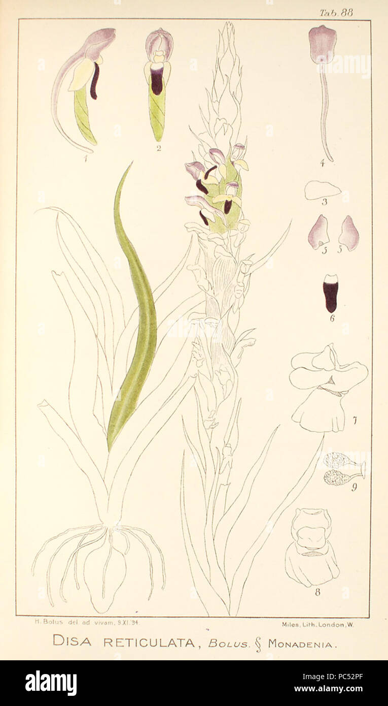 23 Disa reticulata - Icones Orchidearum Austro-Africanarum plate 88 (1911) Stock Photo