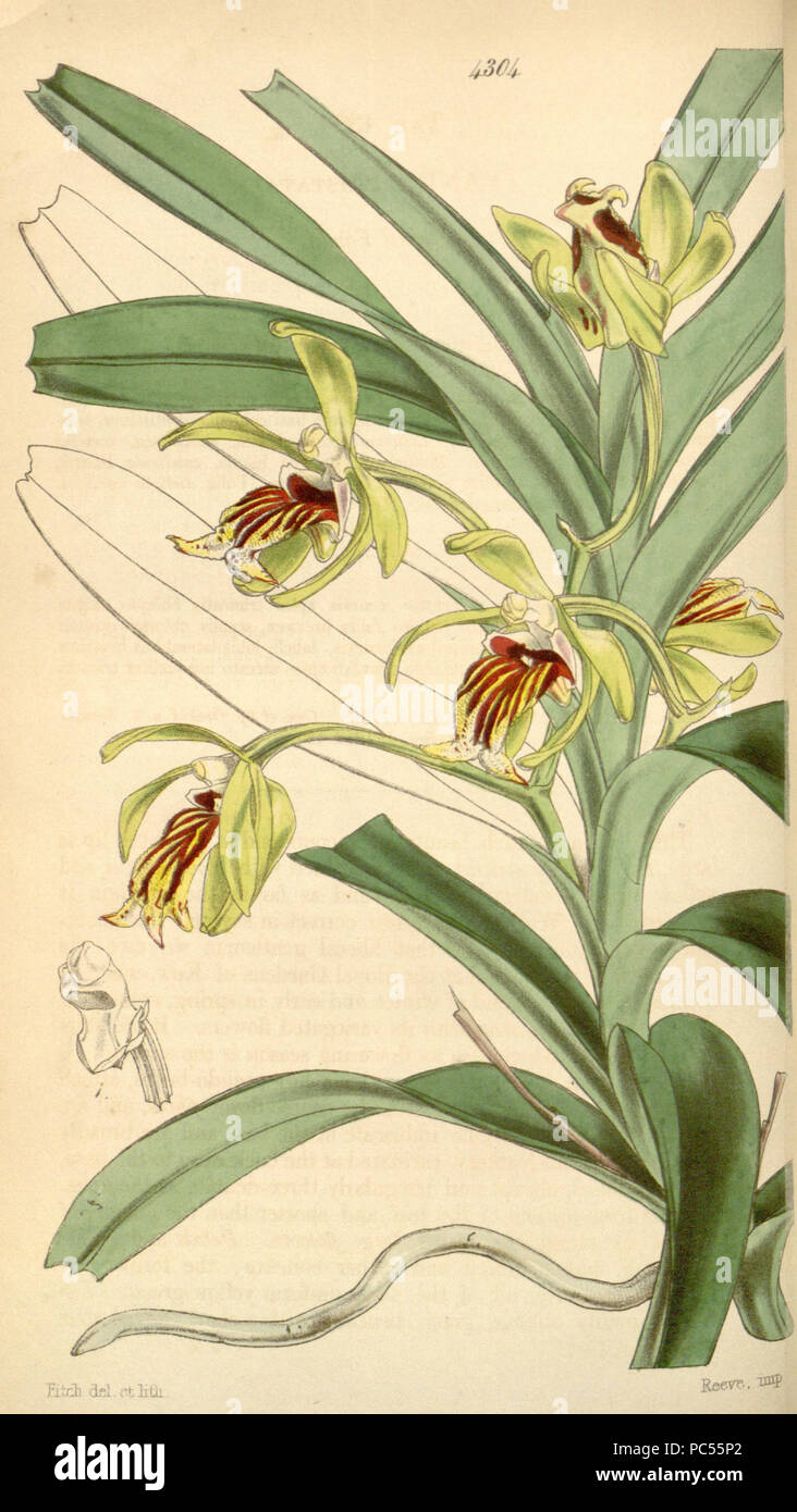 Vanda vanda cristata hi-res stock photography and images - Alamy