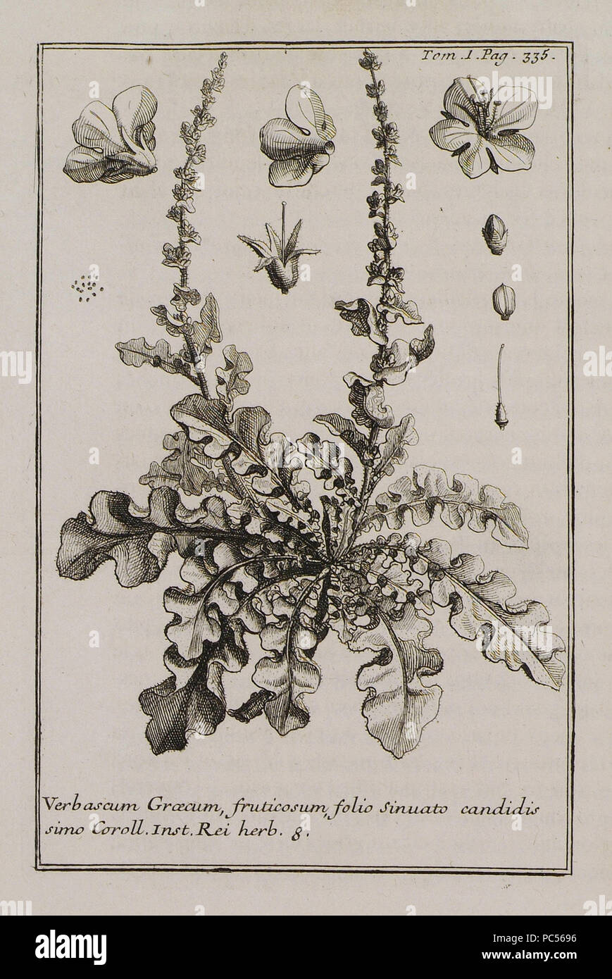 628 Verbascum Graecum, fruticosum, folio sinuato candidis simo Coroll Inst Rei herb 8 - Tournefort Joseph Pitton De - 1717 Stock Photo