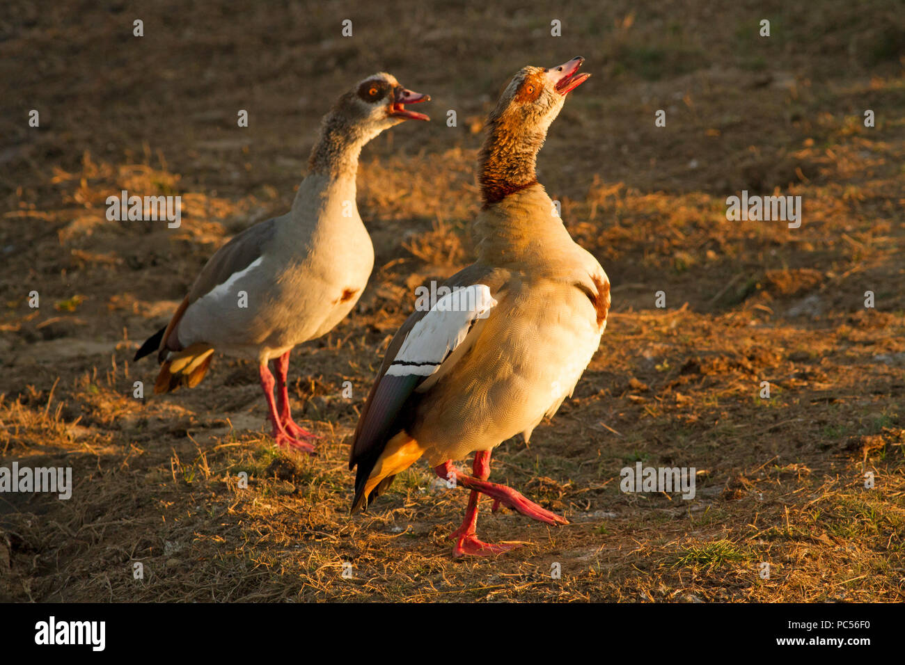 Male and female egyptian geese hires stock photography and images Alamy