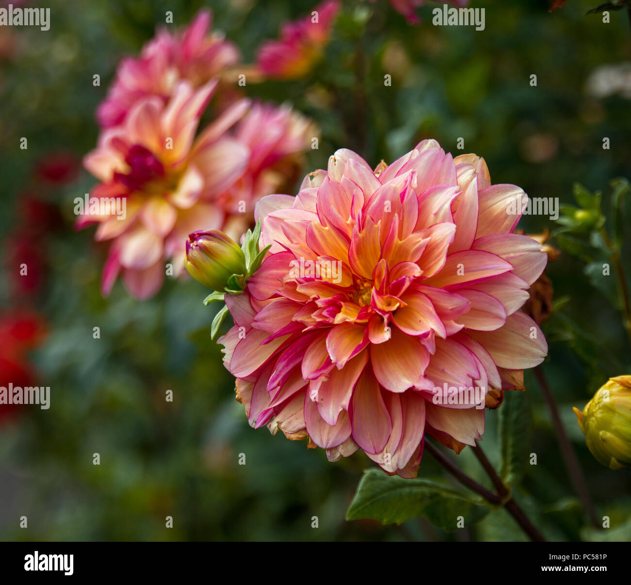 Dahlia colorful hi-res stock photography and images - Alamy