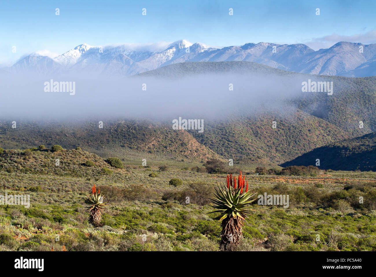 Flowering Aloes with misty clouds Stock Photo