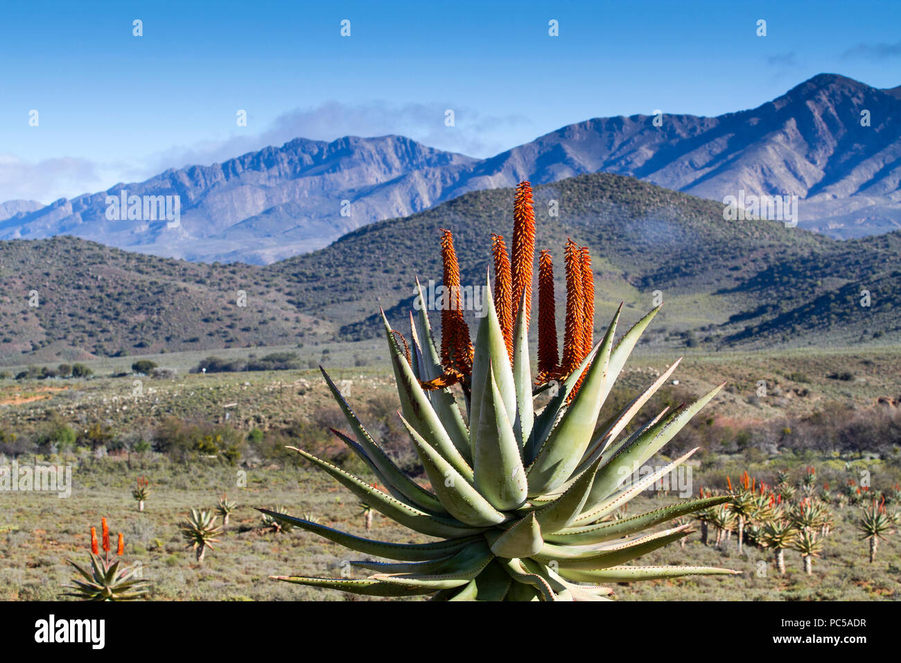 Flowering Aloe fields with mountains Stock Photo