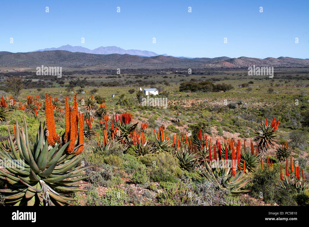 Flowering aloes with farm worker's home Stock Photo