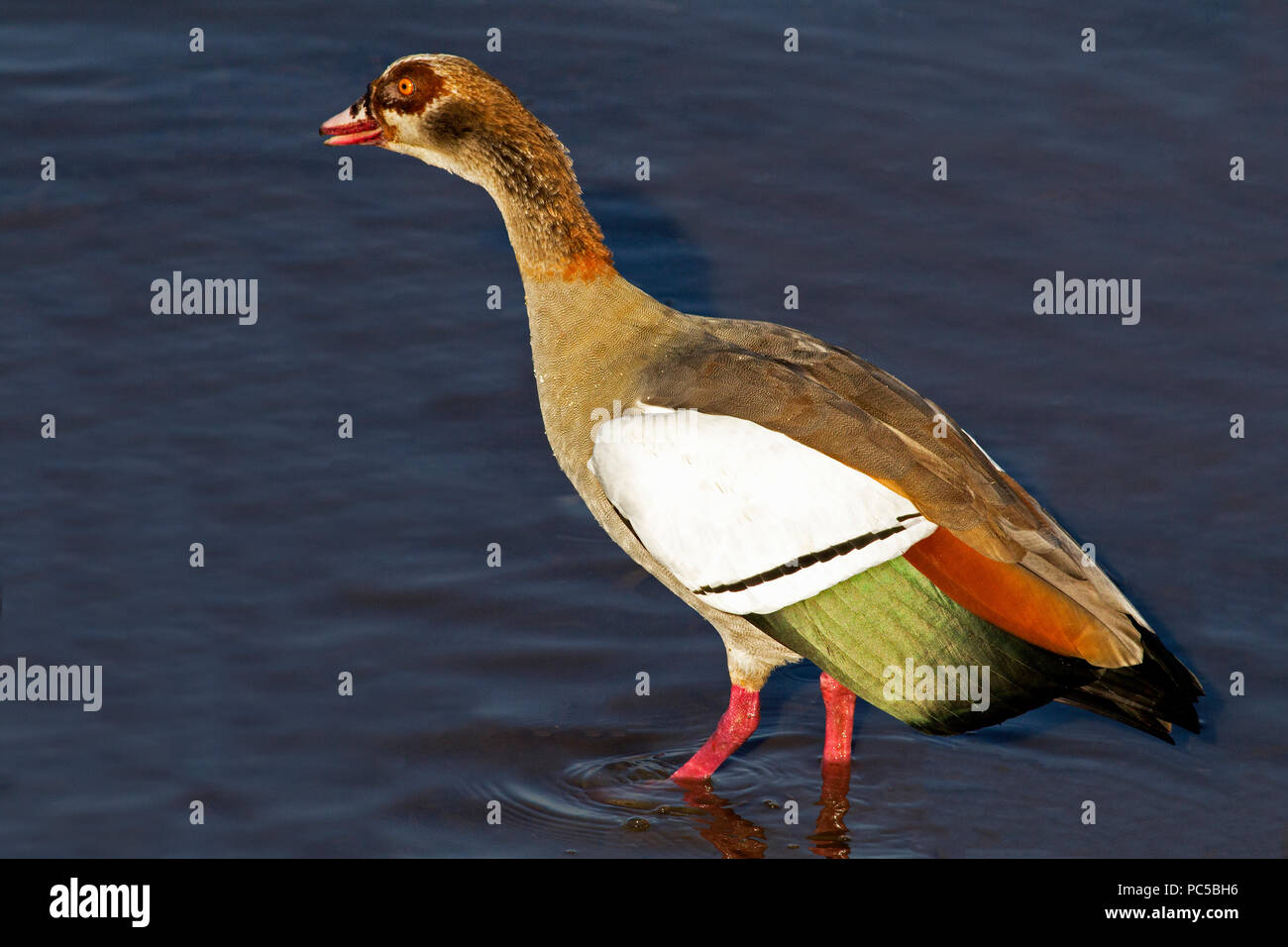 Egyptian goose male Stock Photo
