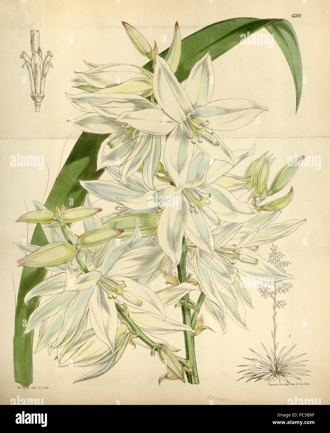 658 Yucca flaccida (as Yucca orchioides var. major) Bot. Mag. 103. tab. 6316. 1877 Stock Photo