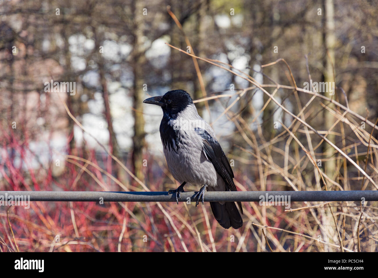Hooded Crow, or Corvus cornix in Latin, sit on a pipe Stock Photo - Alamy