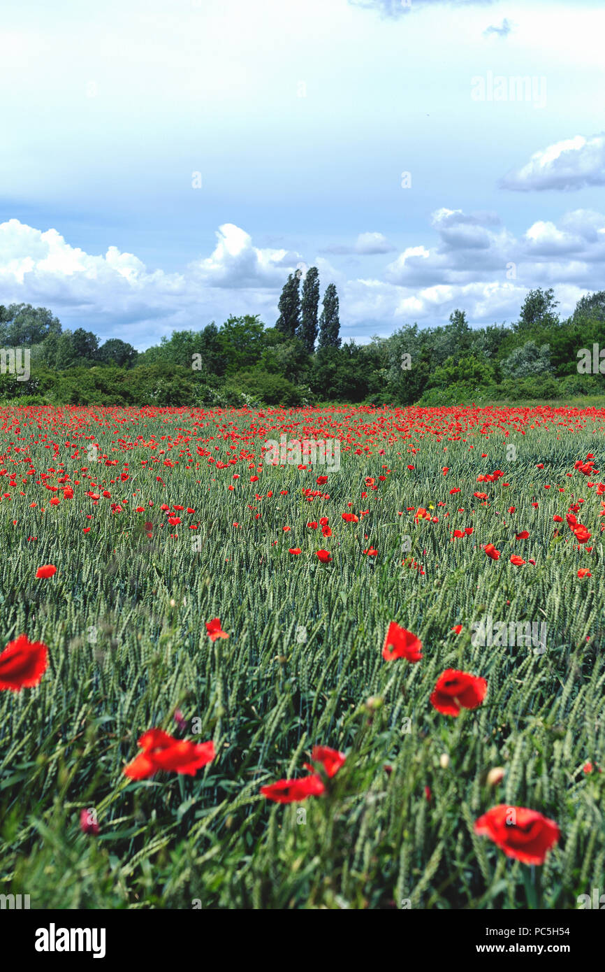 Green field full of red poppy flowers with blue sky with some clouds ...