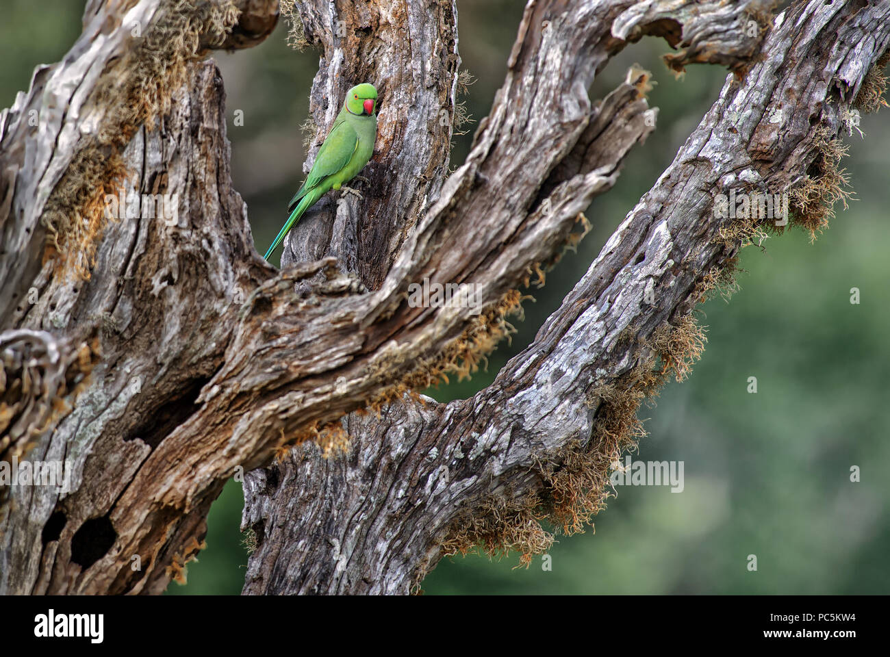Rose-ringed Parakeet - Psittacula krameri, beautiful noisy green parrot from Sri Lankan woodlands and gardens. Stock Photo