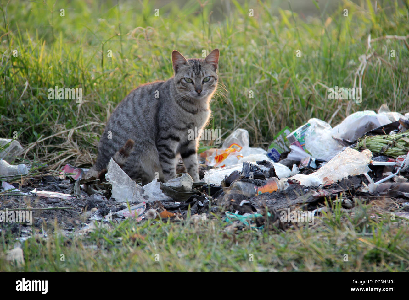 Cats looking for food in a pile of garbage Stock Photo Alamy