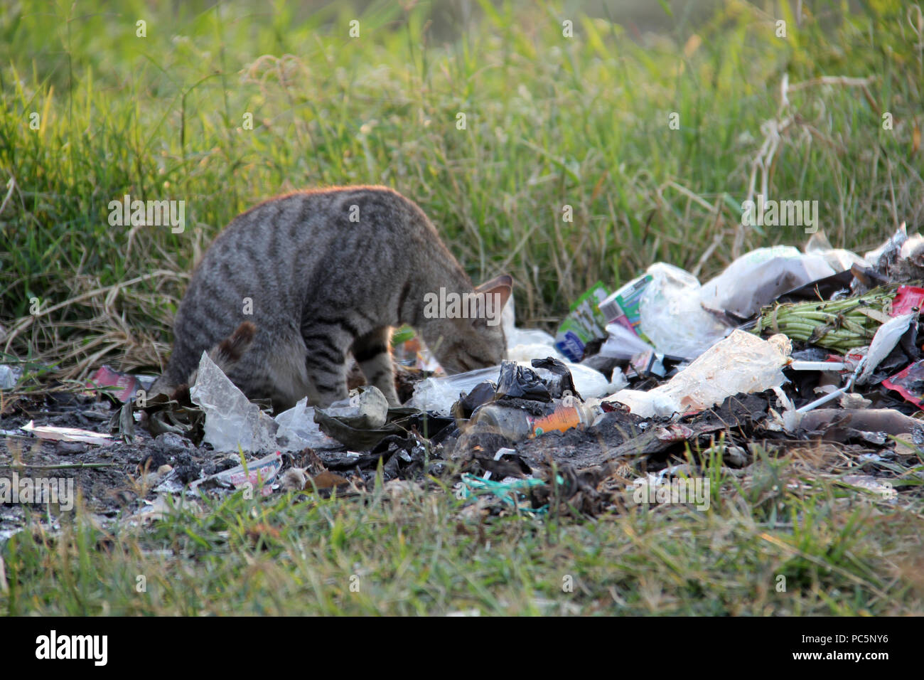 Cats looking for food in a pile of garbage Stock Photo Alamy