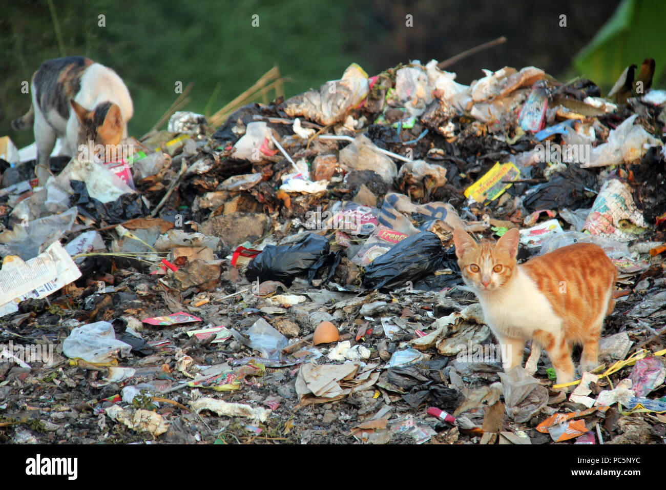 Garbage patch hires stock photography and images Alamy