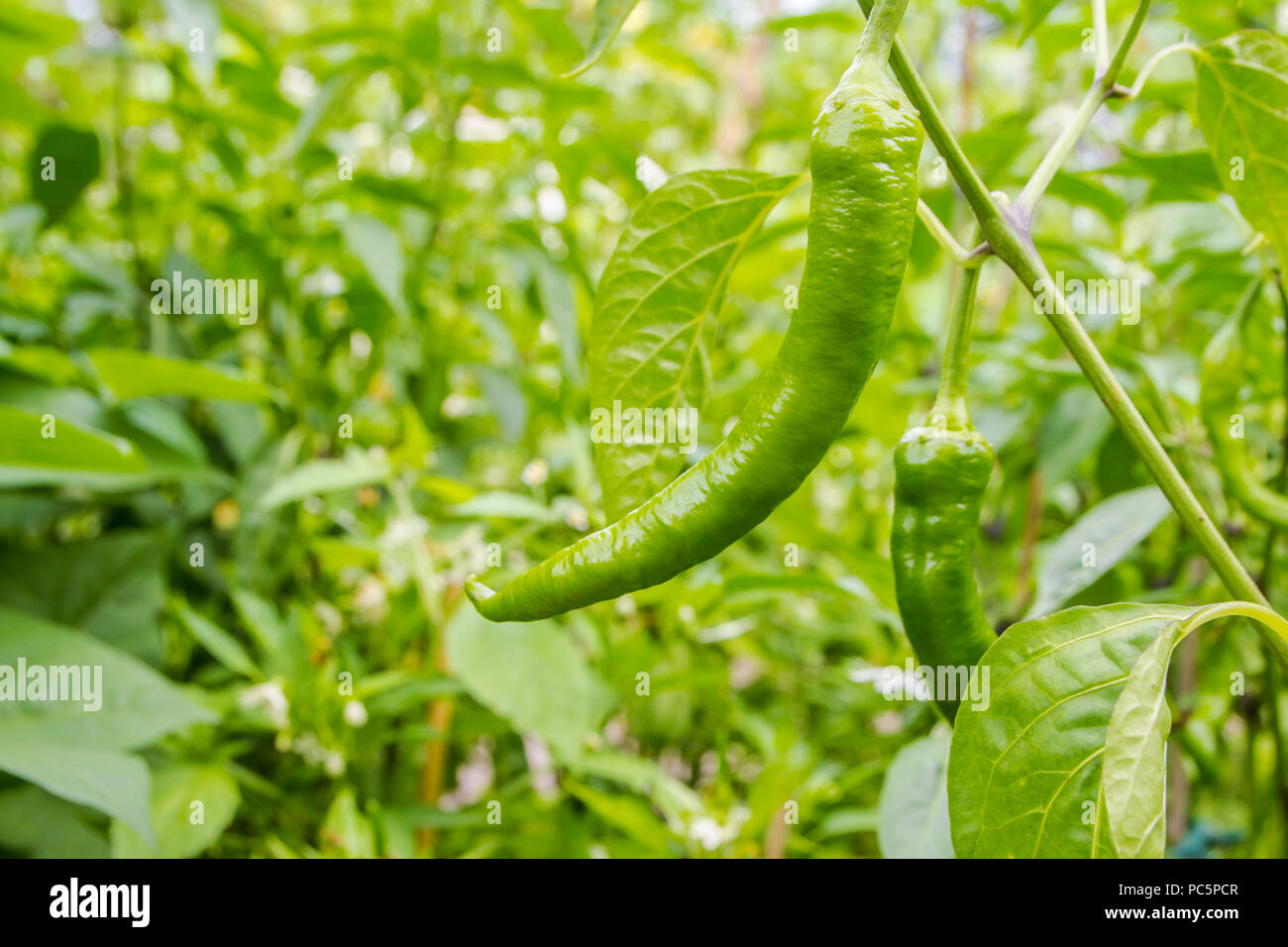 green chilli peppers growing on vine in lush green garden Stock Photo