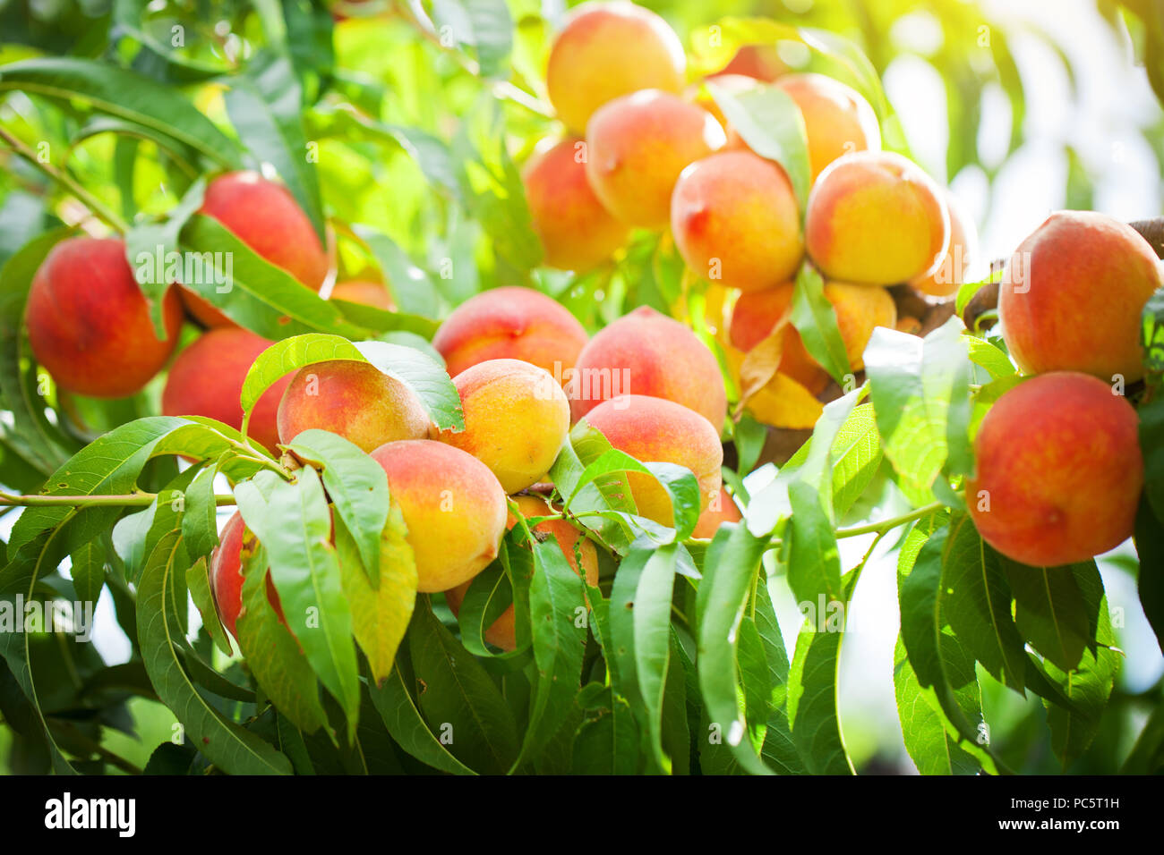 Peach tree with fruits growing in the garden. Peach orchard Stock Photo