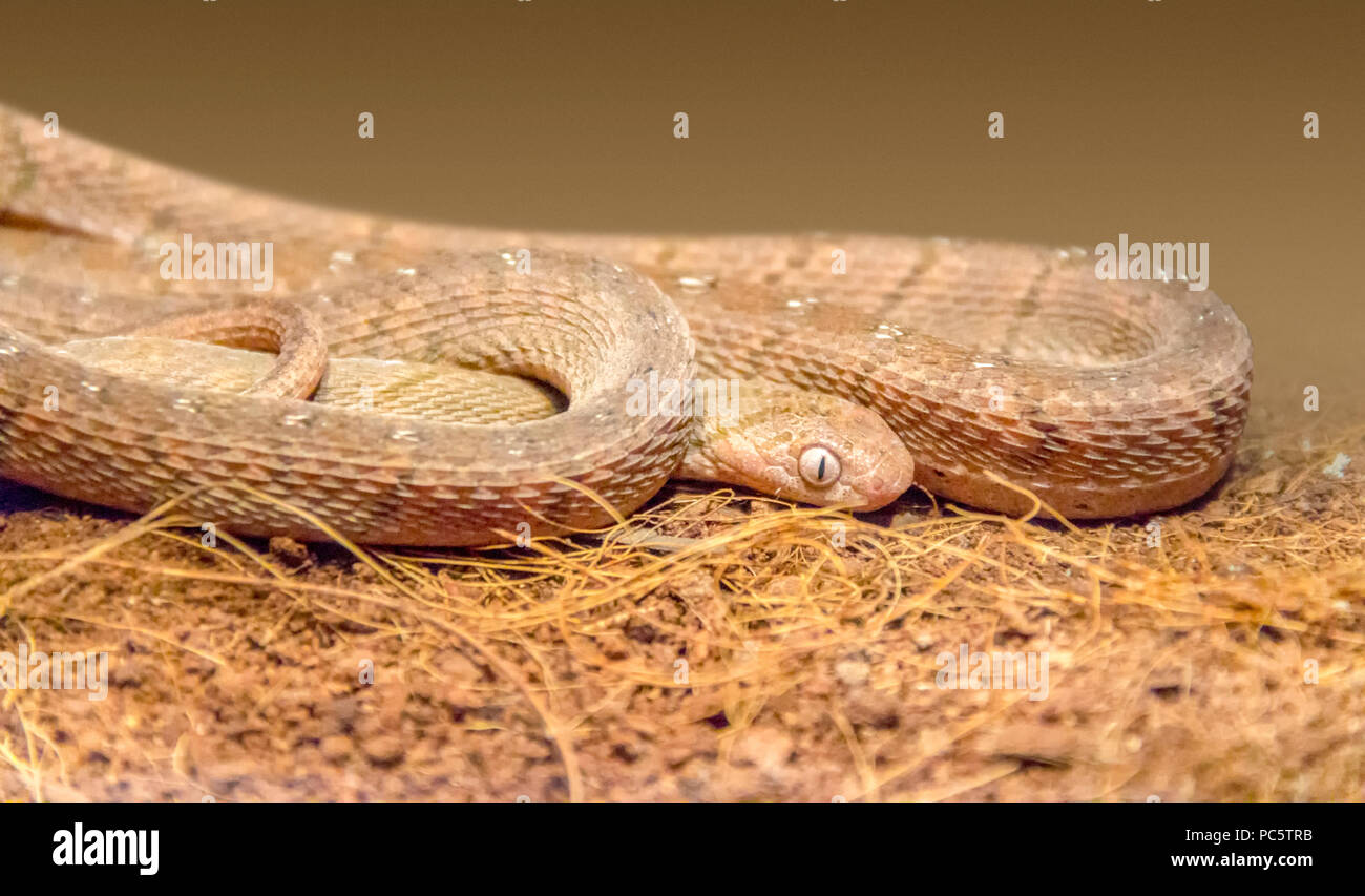closeup shot of a african egg-eating snake Stock Photo
