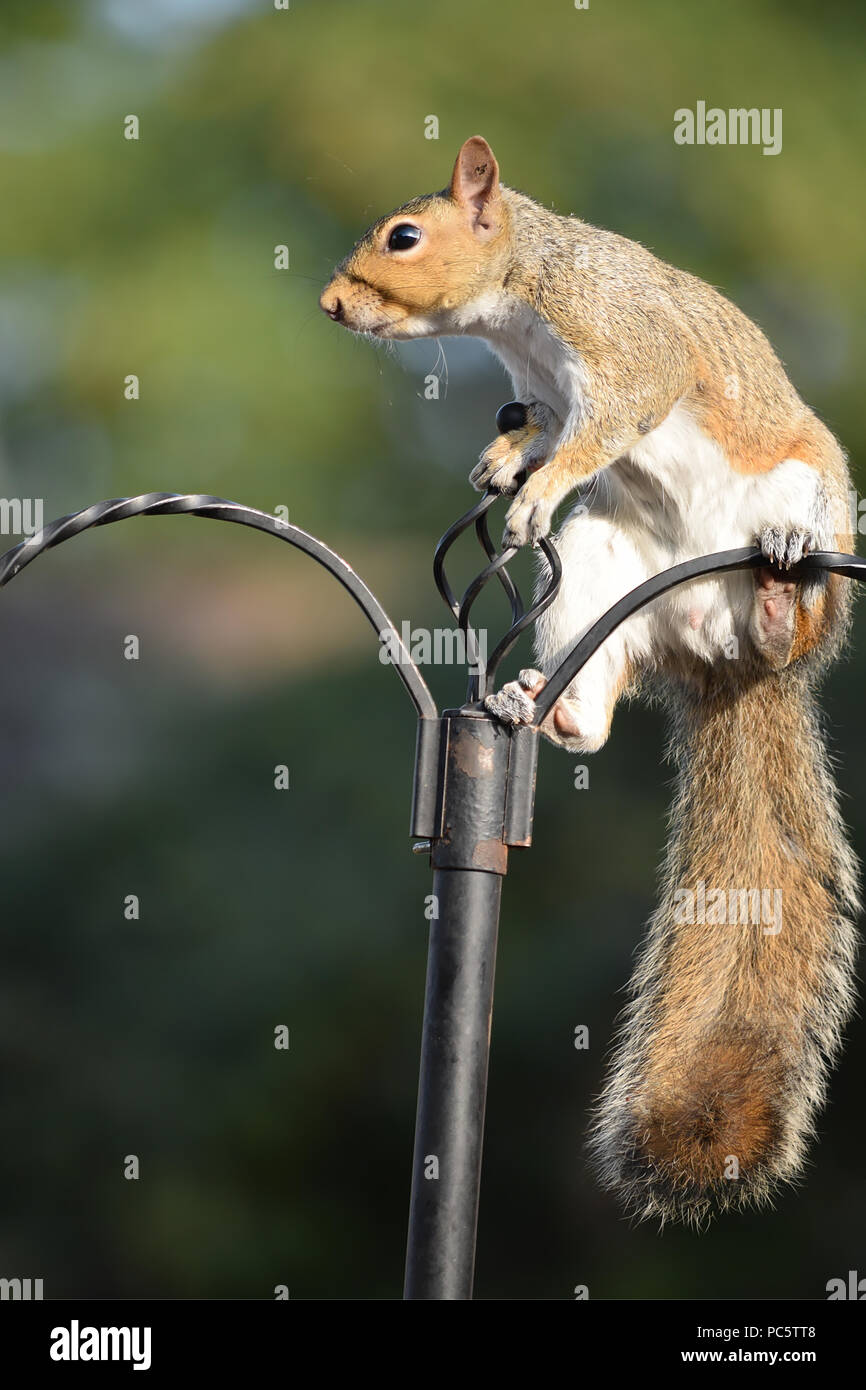 Grey (gray) squirrel on a garden bird feeder breaking in to find seeds to eat. Stock Photo