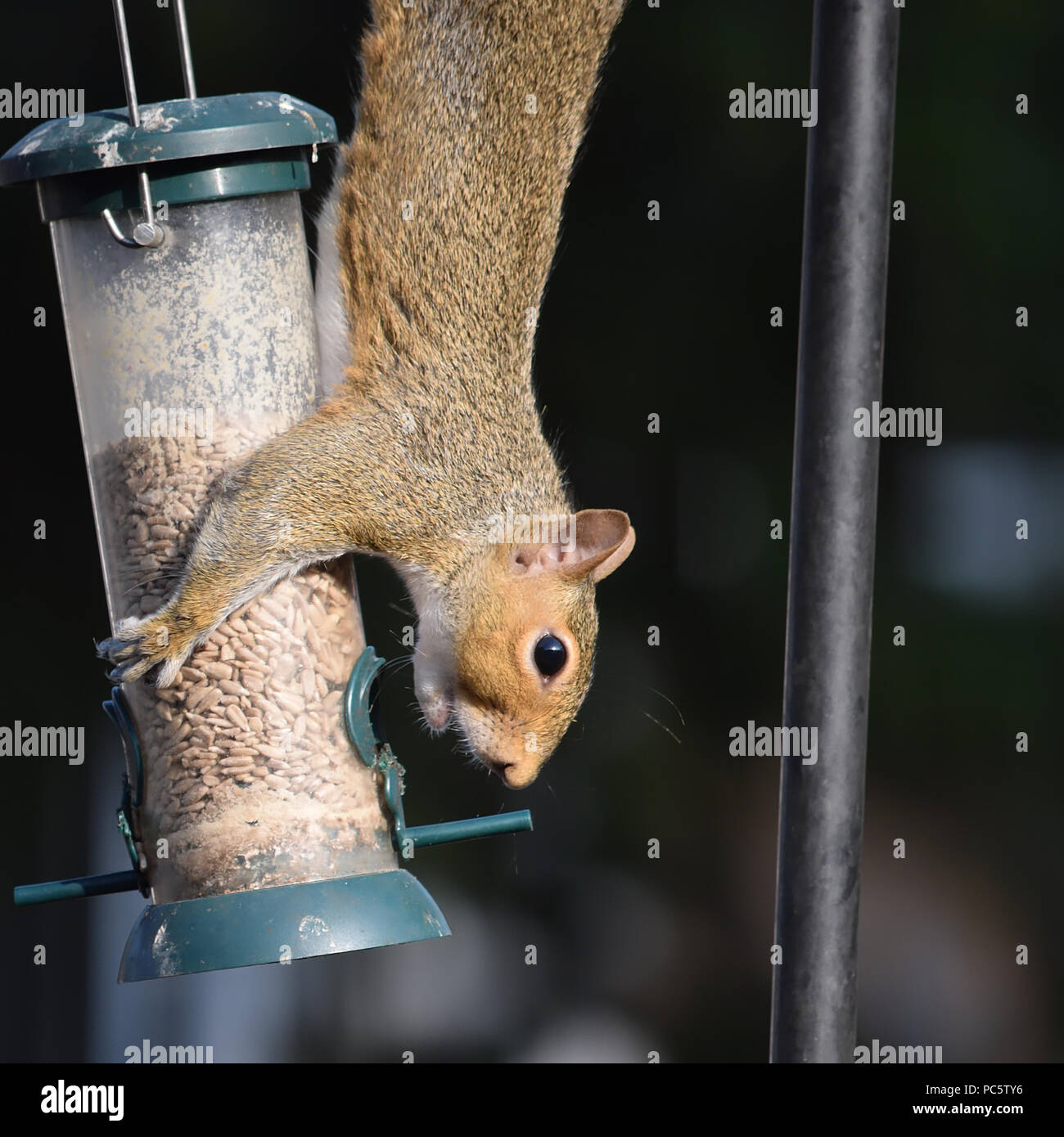 Grey (gray) squirrel on a garden bird feeder breaking in to find seeds to eat. Stock Photo