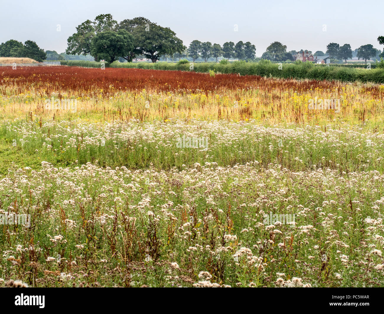 Meadow with gone to seed dock plants ragworthand thistles near Naburn City of York Yorkshire England Stock Photo