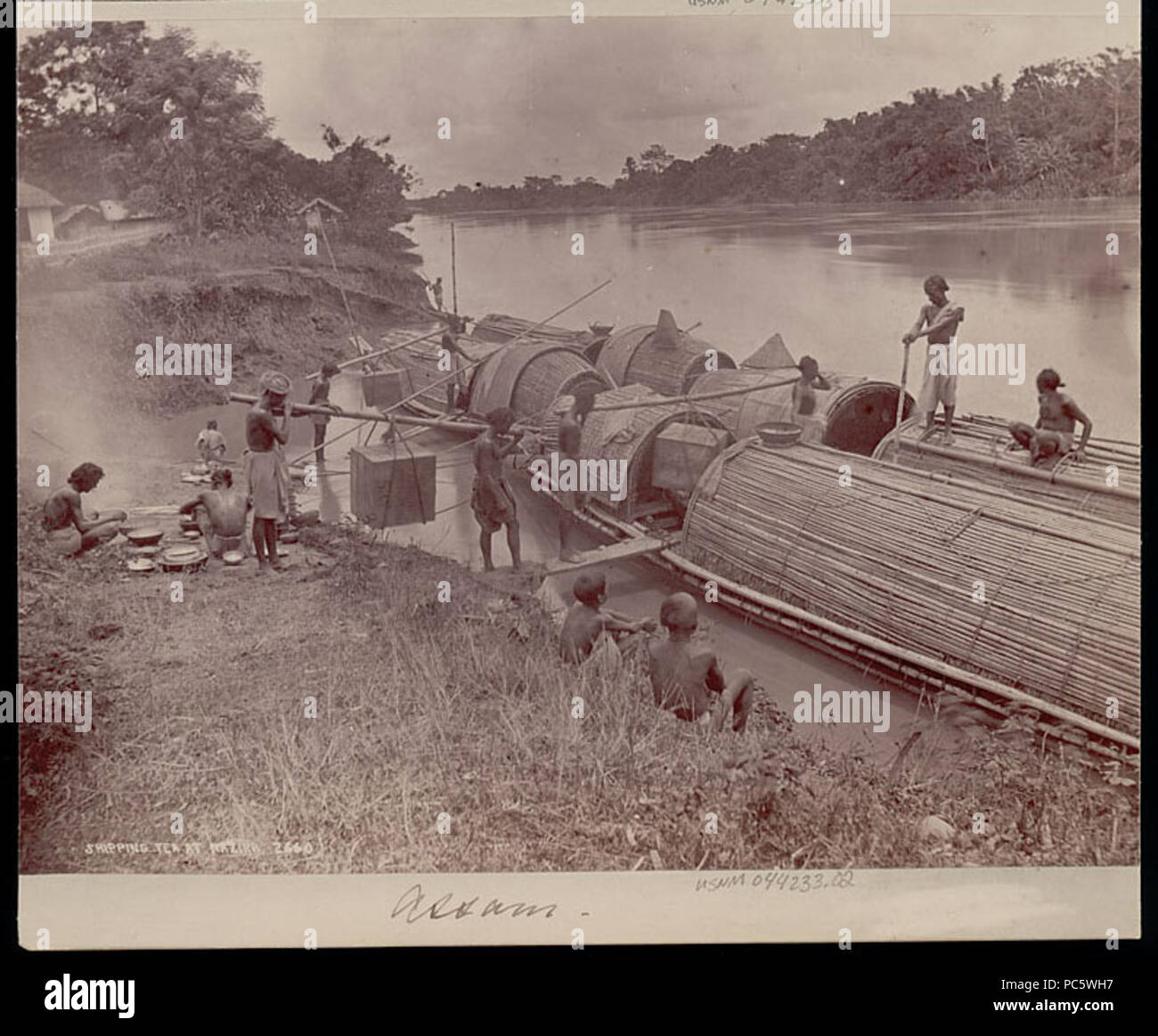 10 Assamese men in costume loading tea onto bamboo boats by Bourne ...