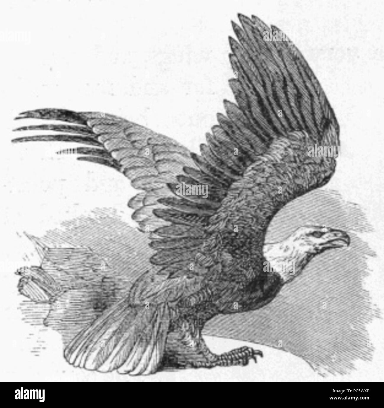 North america bald eagle Black and White Stock Photos & Images - Alamy