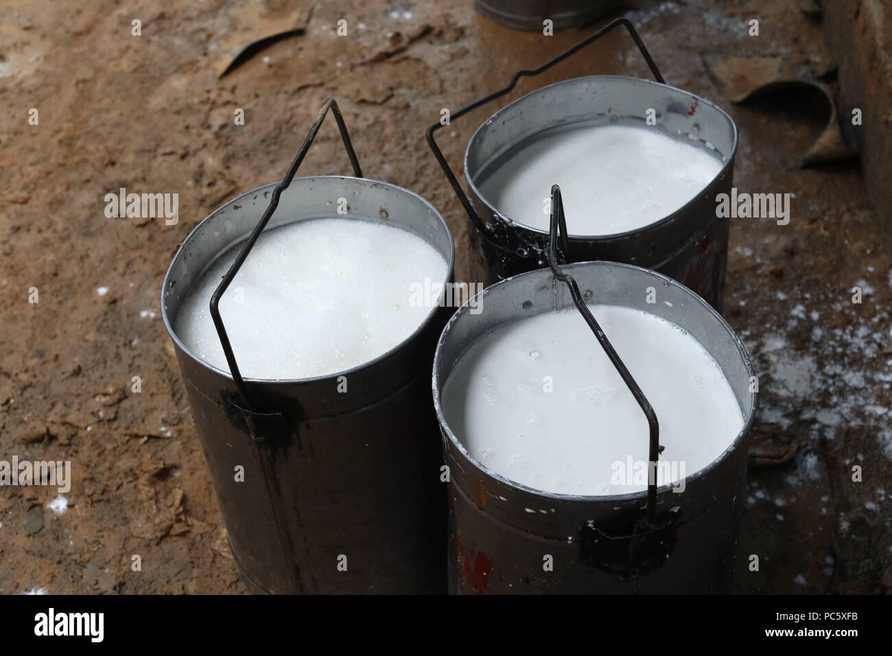Rubber Tree Latex Collection And Rubber Production. Kon Tum. Vietnam ...